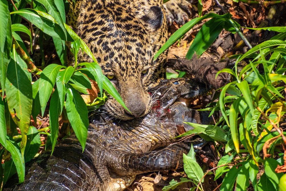 Photograph by Apolo Salomão Sales