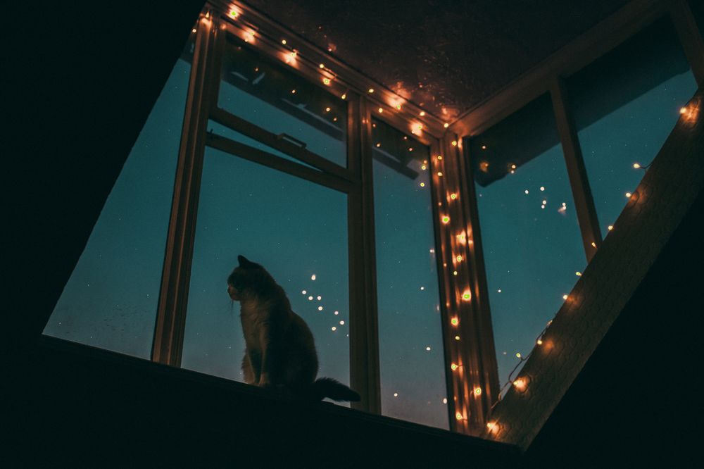 кот в мыслях