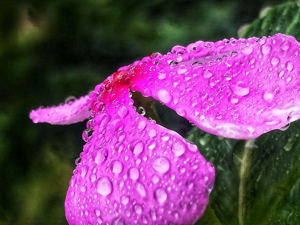 Photograph by Tonmoy