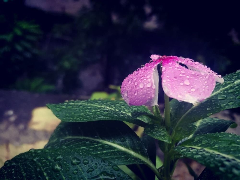 Photograph by Tonmoy