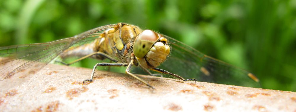 Photograph by Юлия Чиботарь