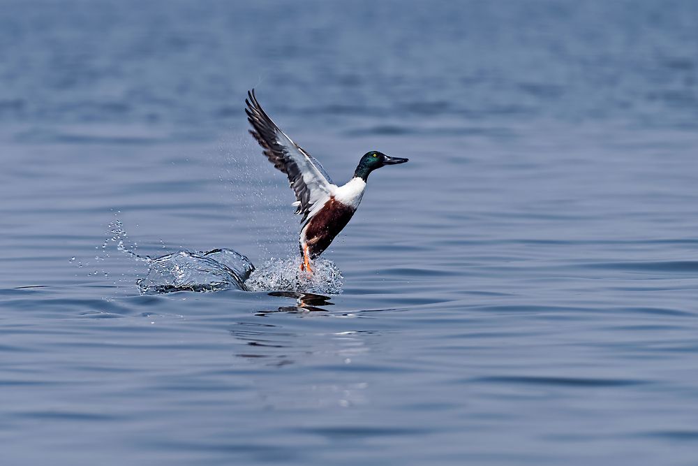 The Northern Shoveler...