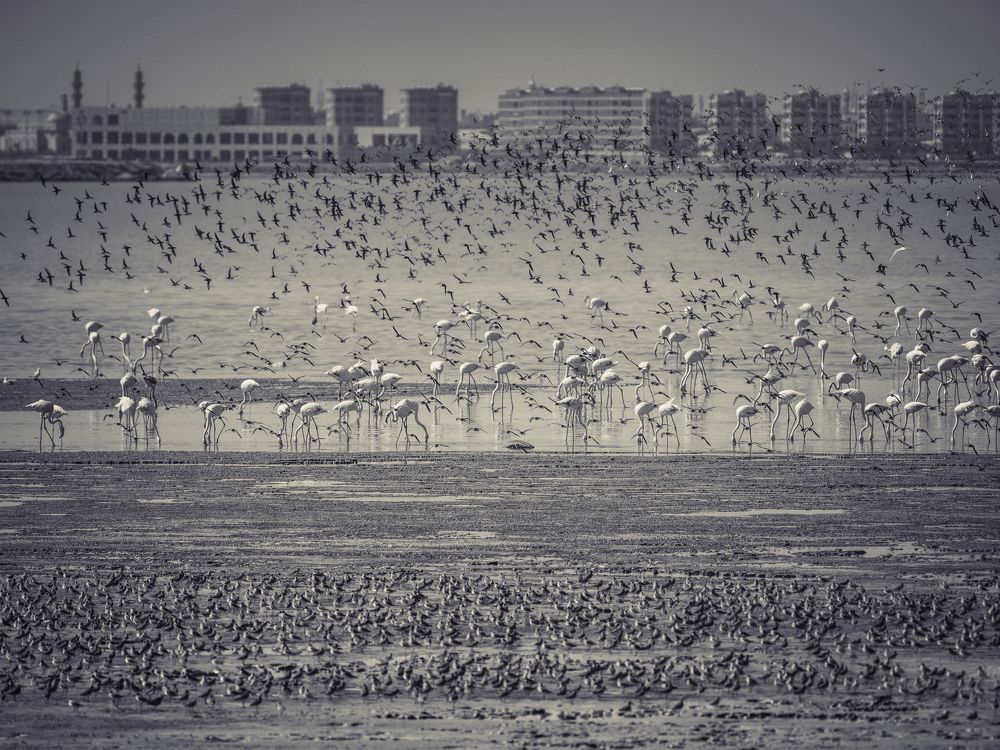 Photograph by ALA\'A ALJERI