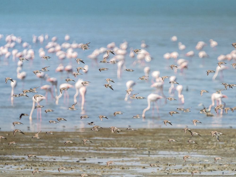 Photograph by ALA\'A ALJERI