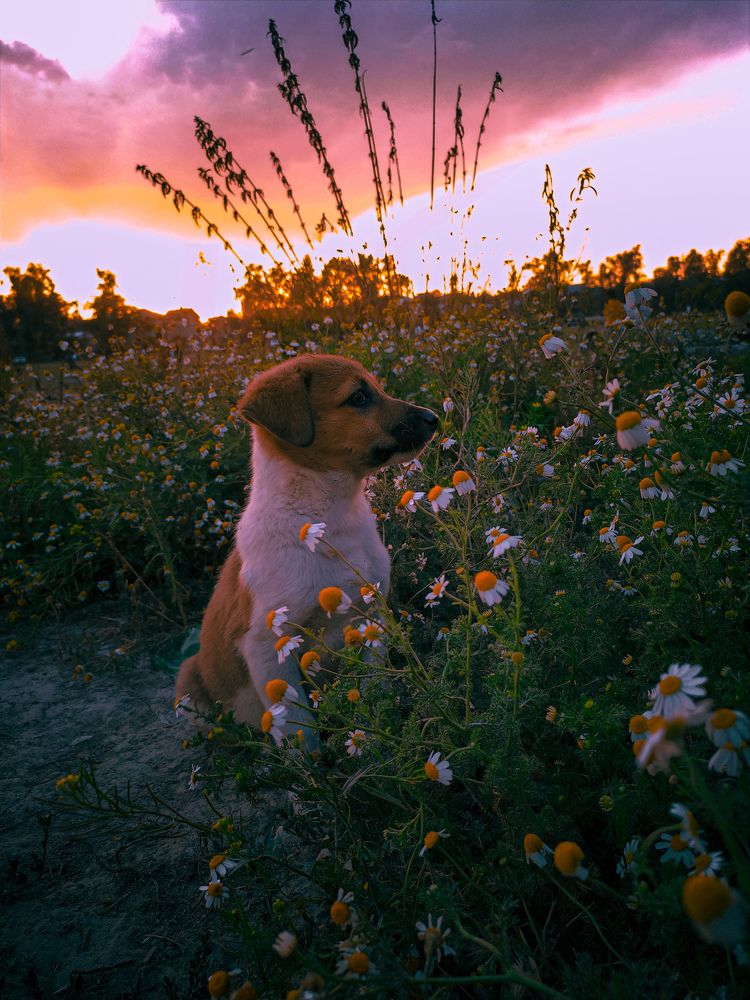 Pose of loyalty