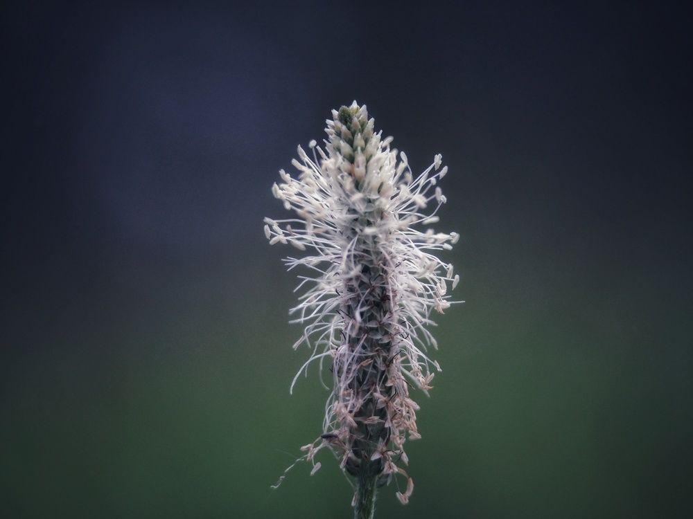 Макро лето...