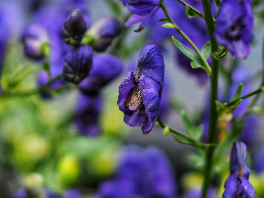 Фотография автора Иван Вдовин