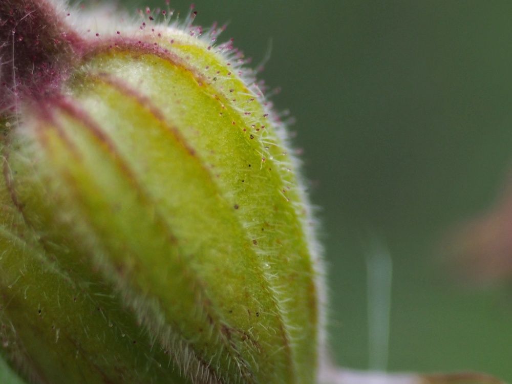 Фотография автора Иван Вдовин