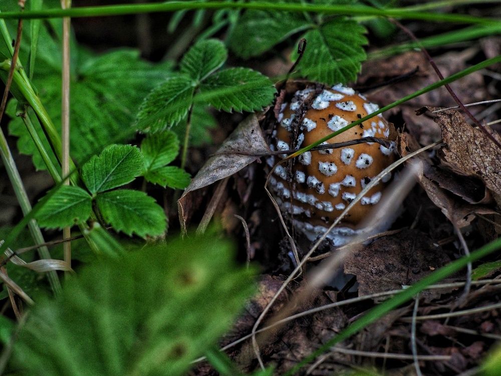 Фотография автора Иван Вдовин