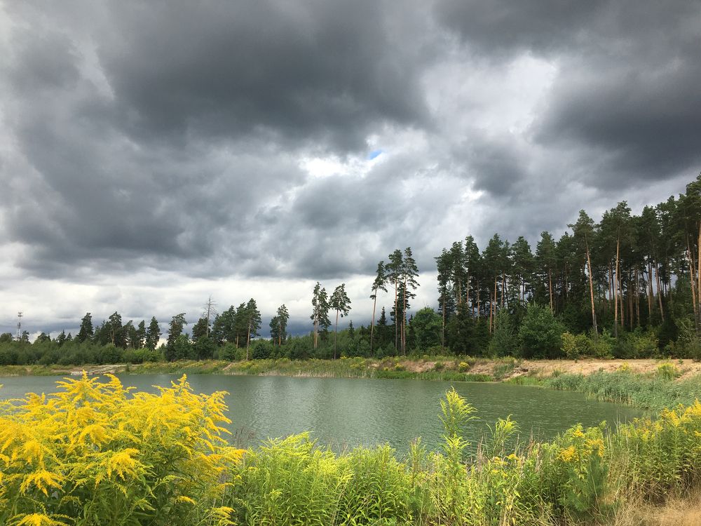 золотарник цветёт