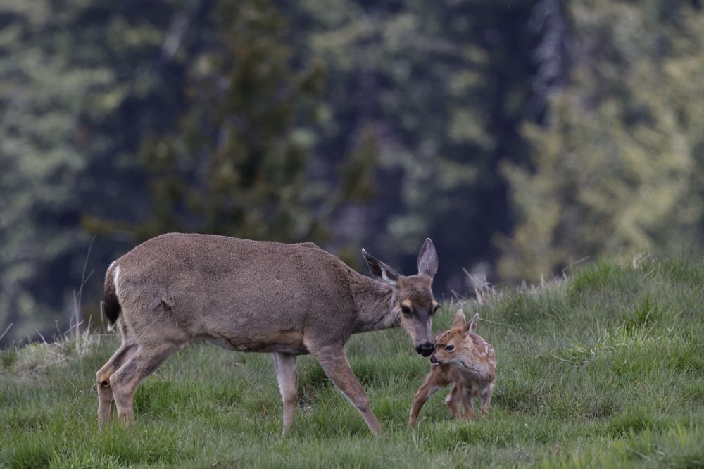 moms love whitetail deer
