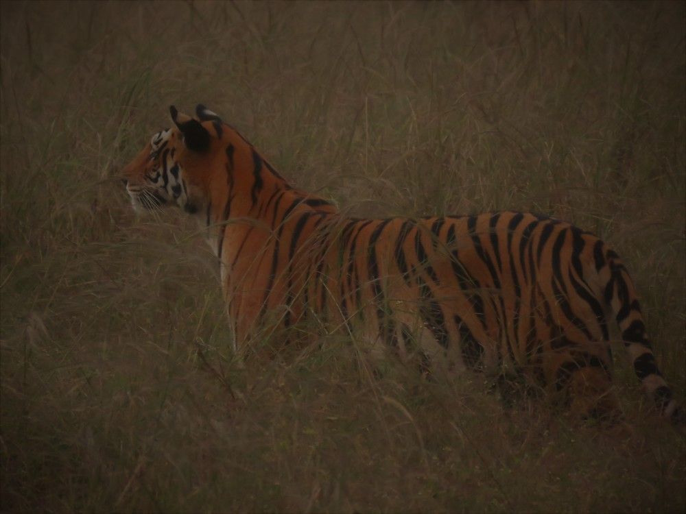 Tigress looking to cross grasslands