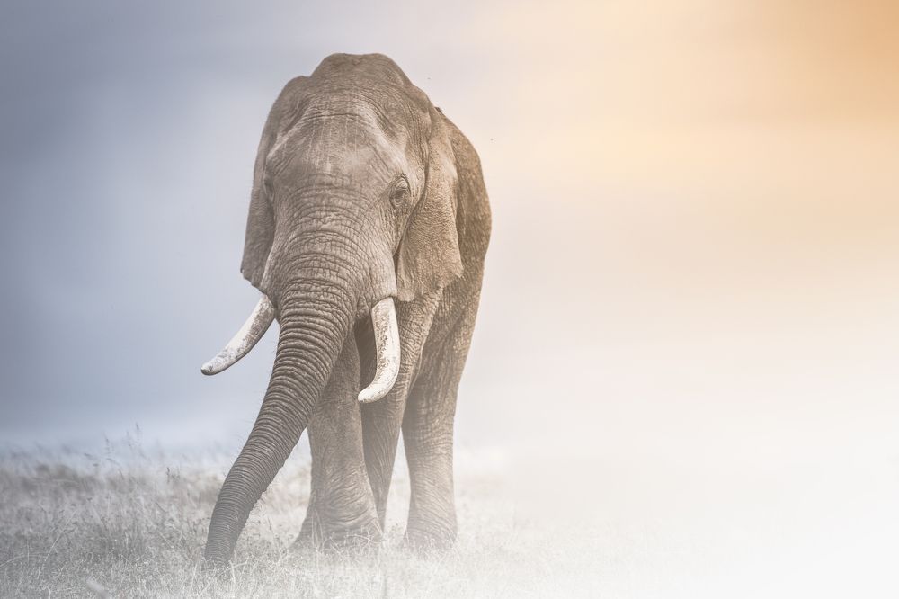 Photograph by Melanie Delamare