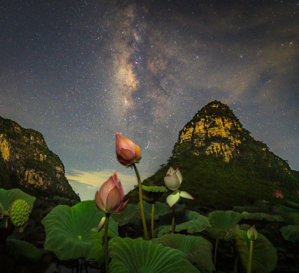 Lotus flowers in the night