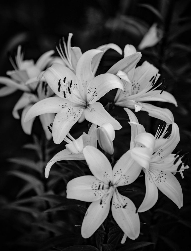 Photograph by Ольга Сафронова