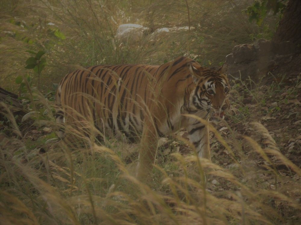 Tigress emerging from grasslands