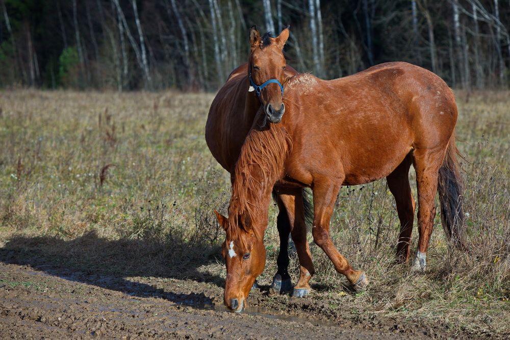 Свободный выпас лошадей.