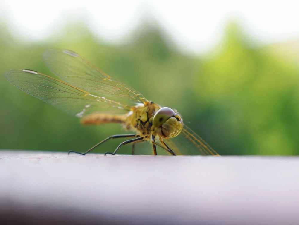 Photograph by Анастасия Бовкунова