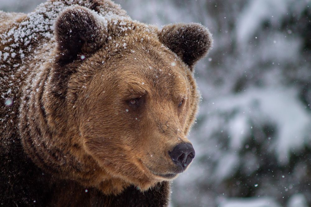 Photograph by Aleksandr Korotkov