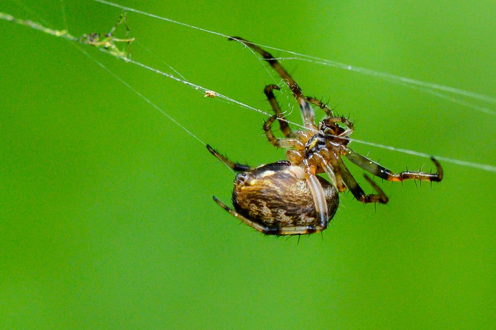 Photograph by Swapan Banik