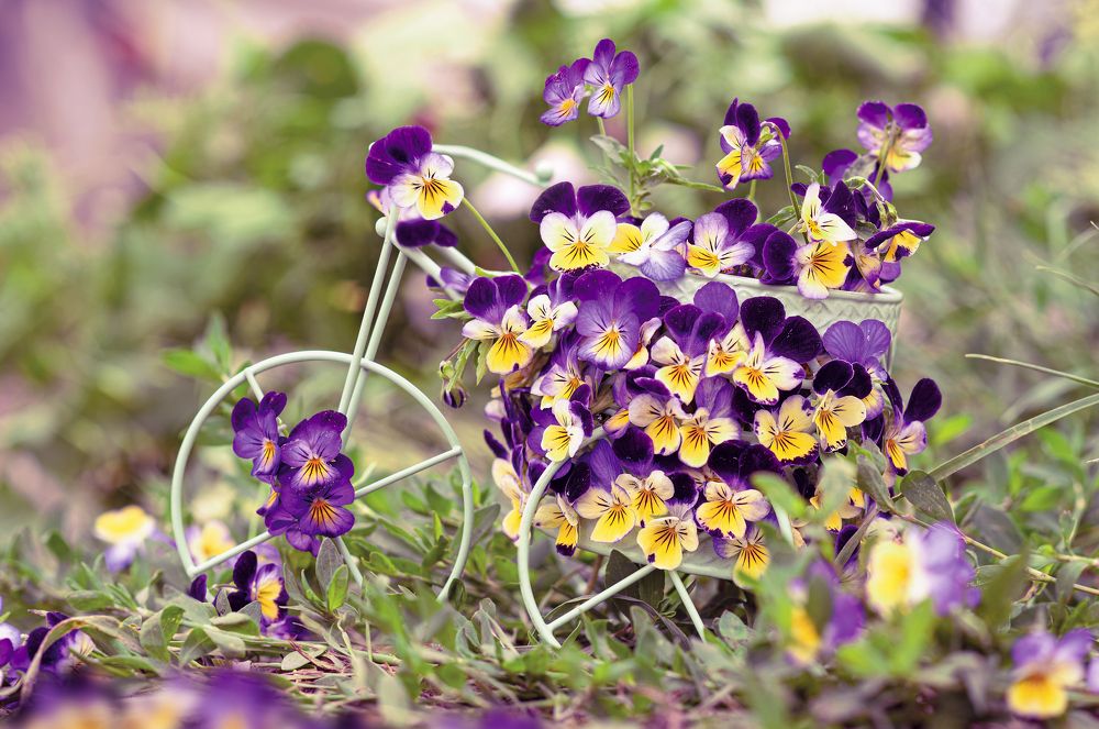 Photograph by Олег Зальвовский