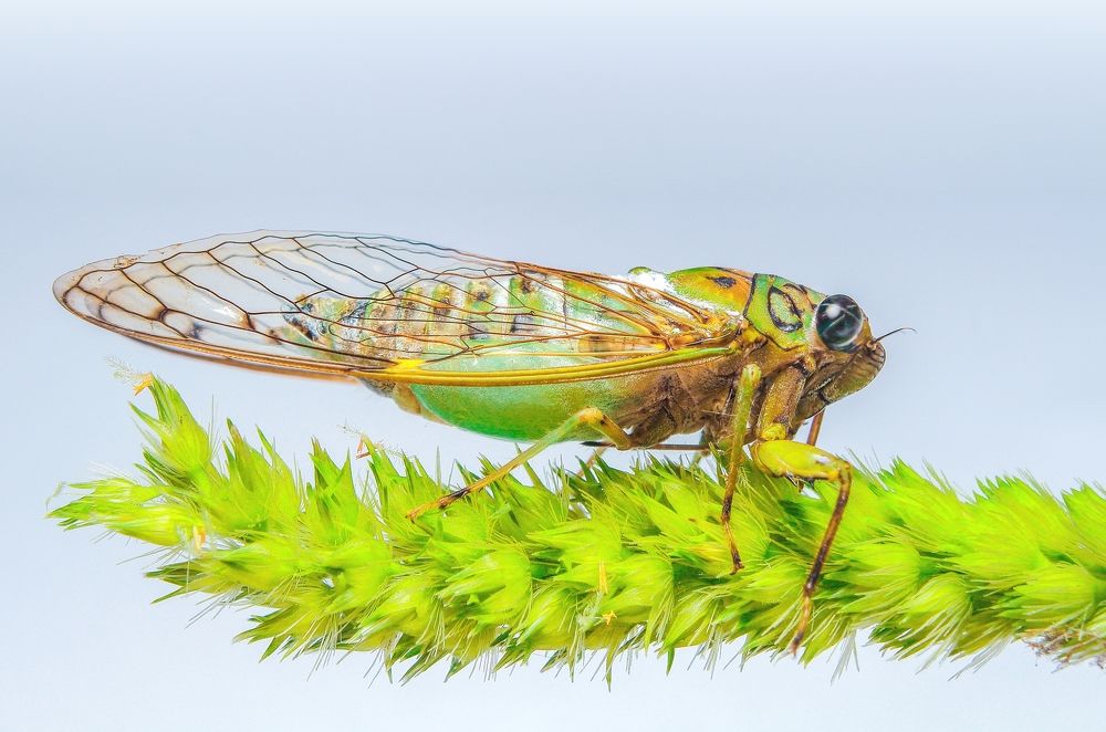 Photograph by Yusuf Buchari