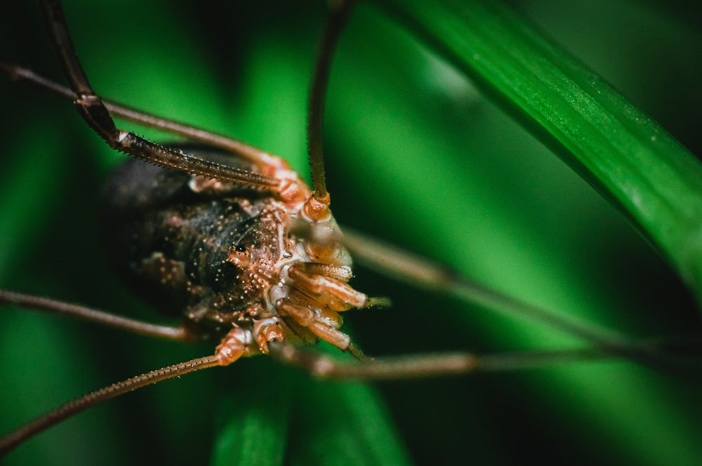 Сенокосец степной