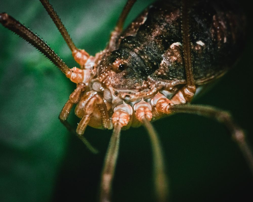 Сенокосец степной