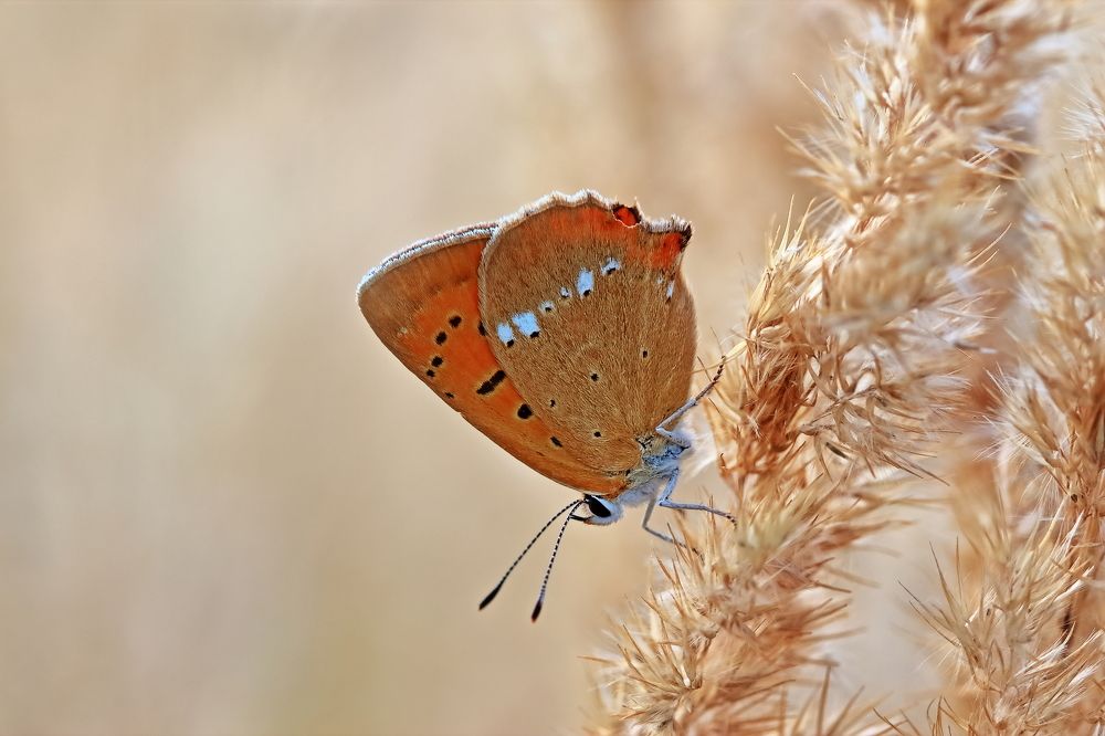 Photograph by Олег Резенов