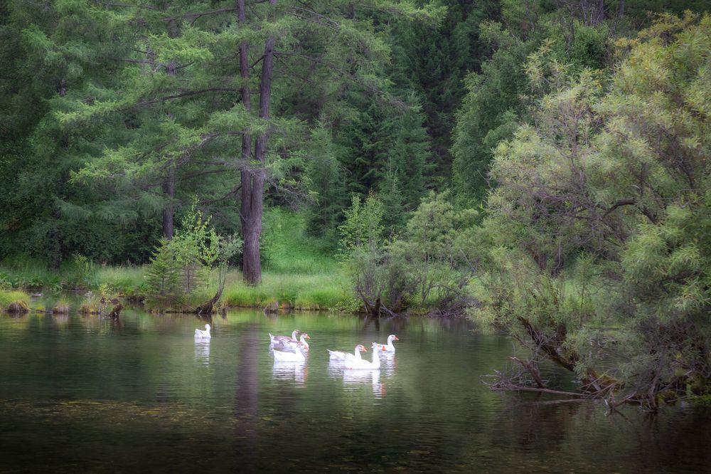 Гуси-лебеди