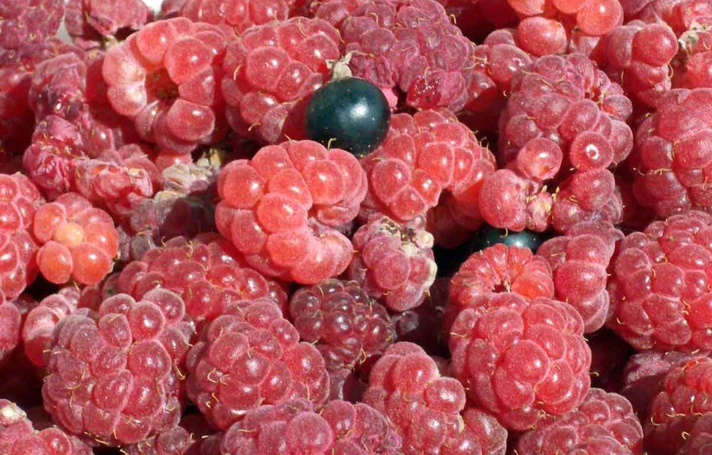 Photograph by Игорь Пшеничников