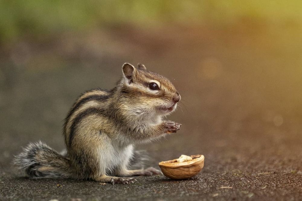 На белковой диете