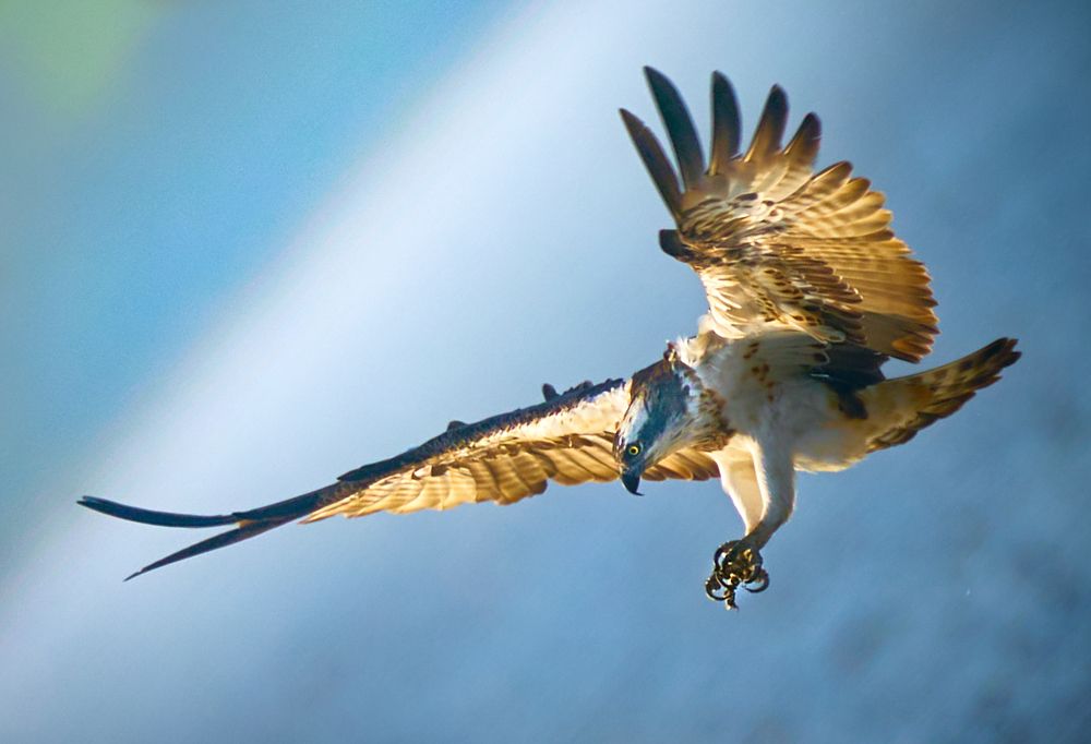 Фотография автора Maurice Leung