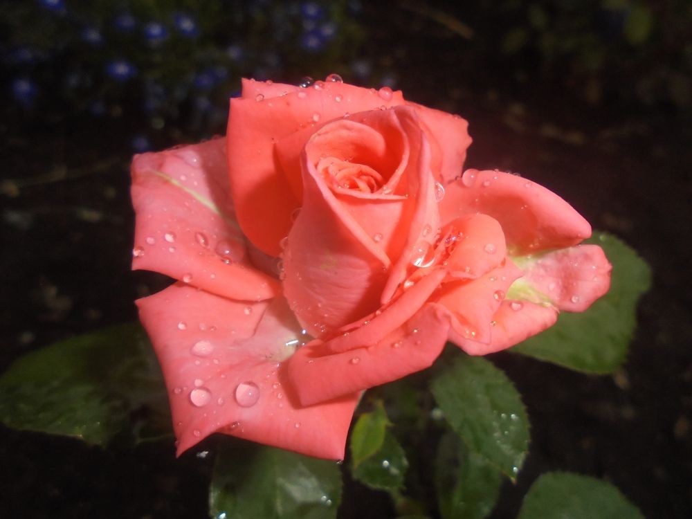 Просто розочка