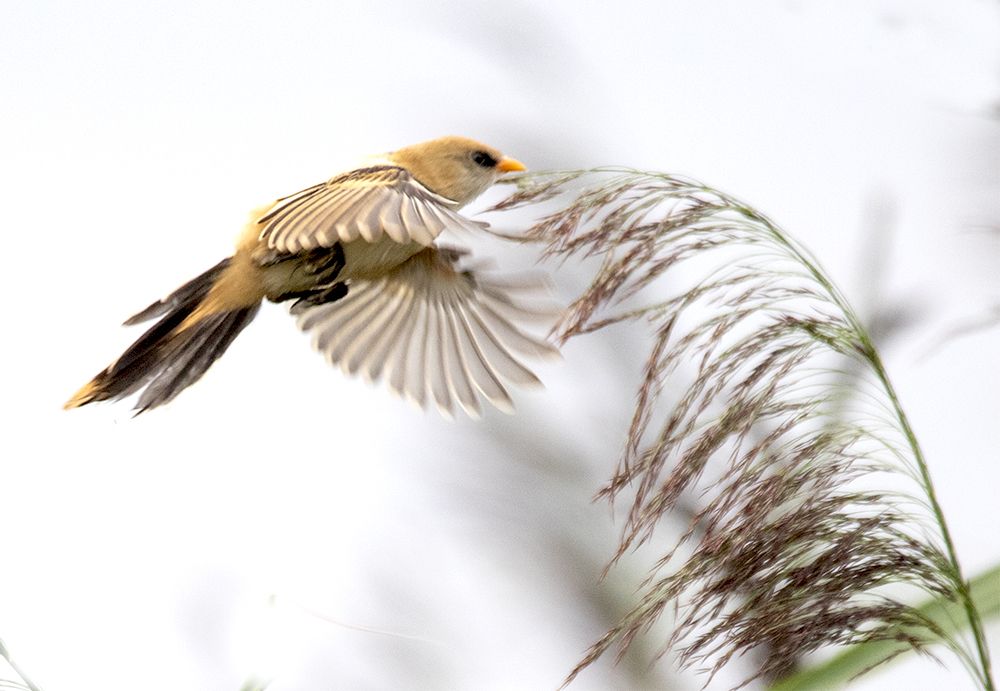 Bearded tit