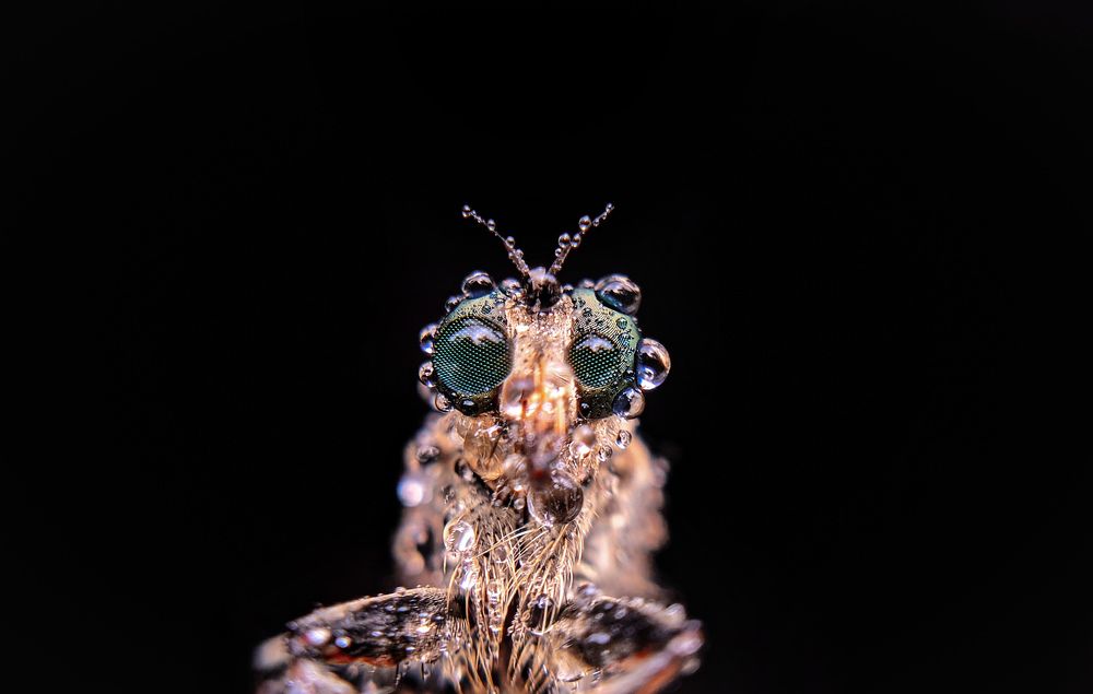 Robber fly