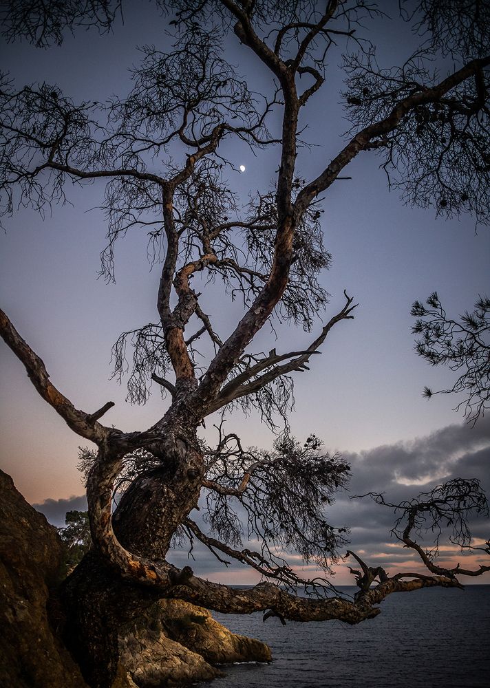 Фотография автора vanessa elbin