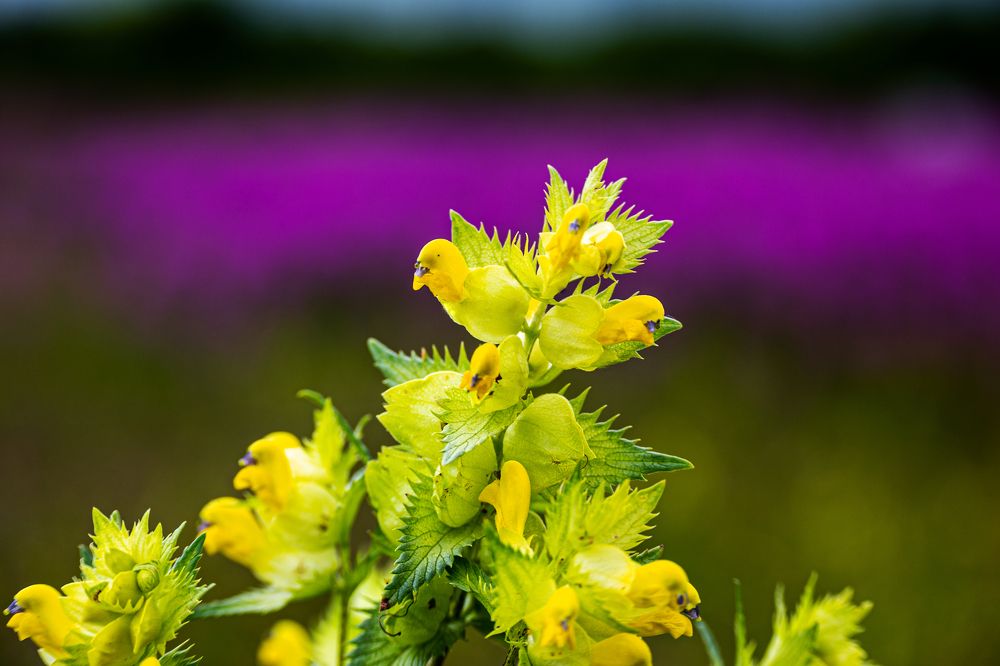 Птица-цветок