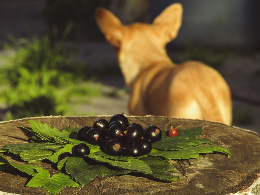 Photograph by Елизавета Комарова