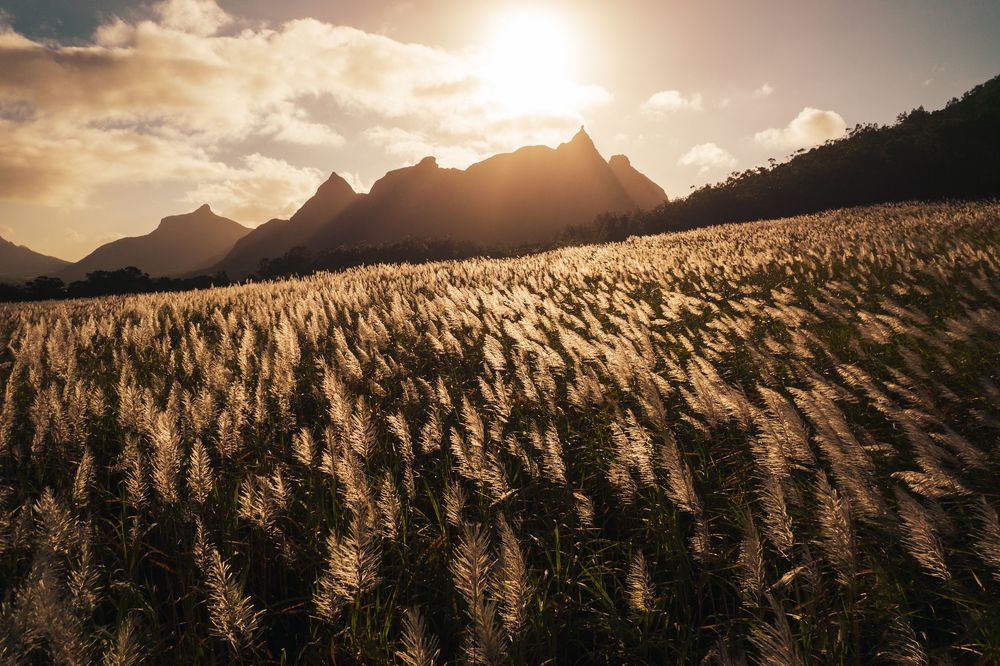 Pieter Both in flower