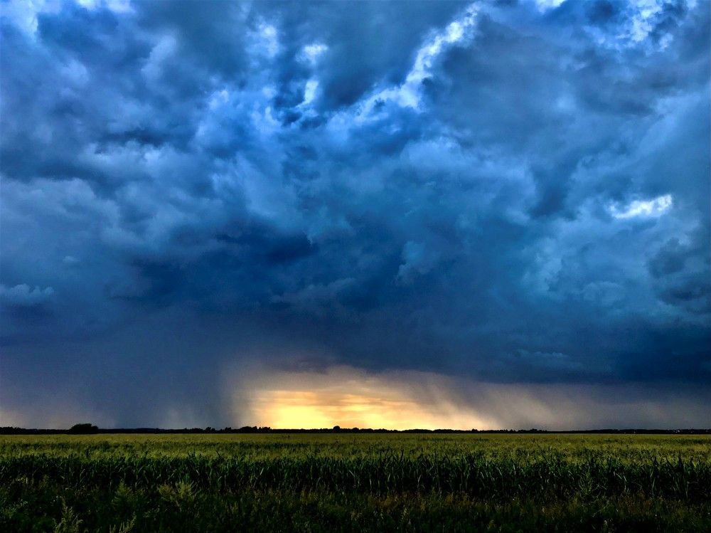 Гроза над кукурузным полем
