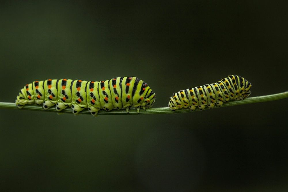 Photograph by Leanid Kulpo