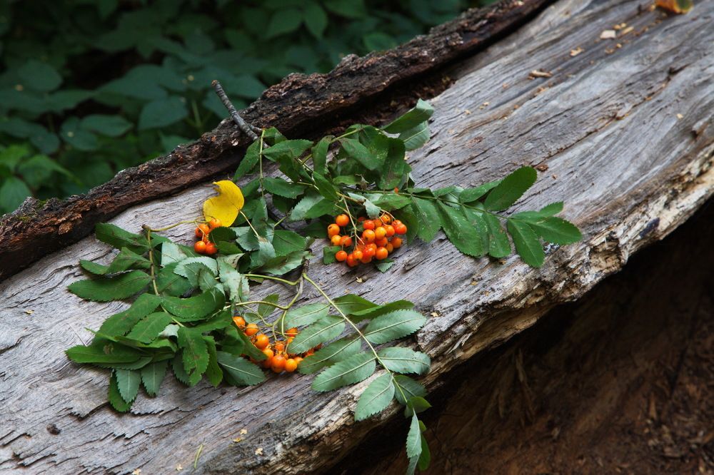 Ягода рябина...!