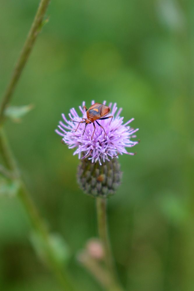 Жучок на цветке