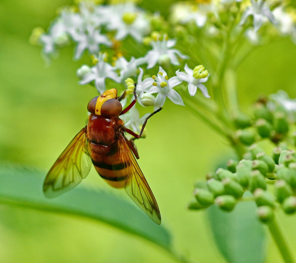 Фотография автора лилия беланова