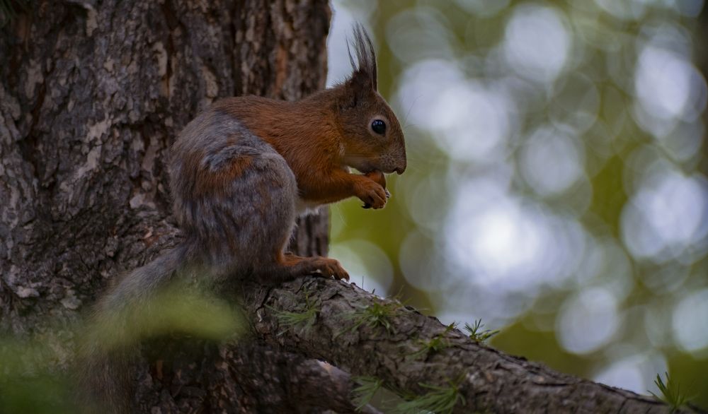 Squirrel