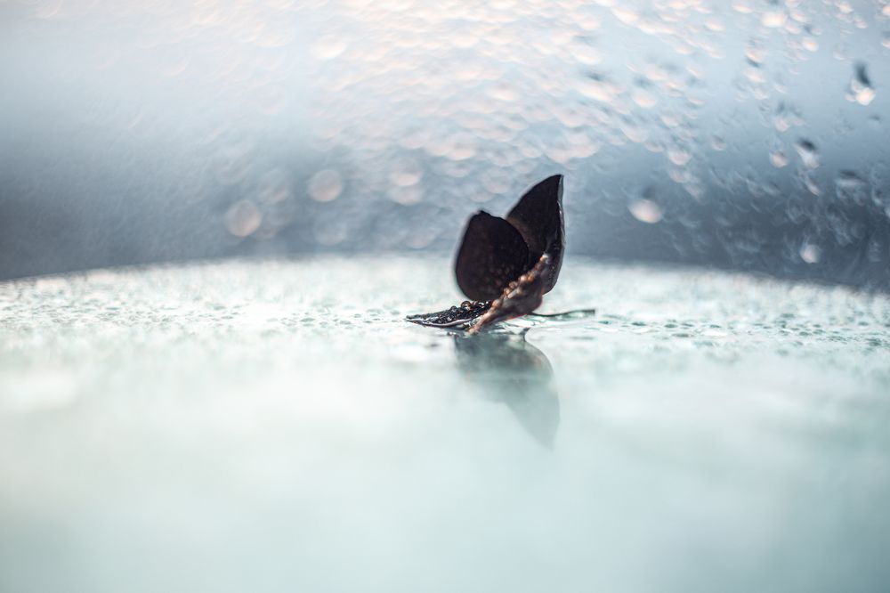 Photograph by Натали Чалык