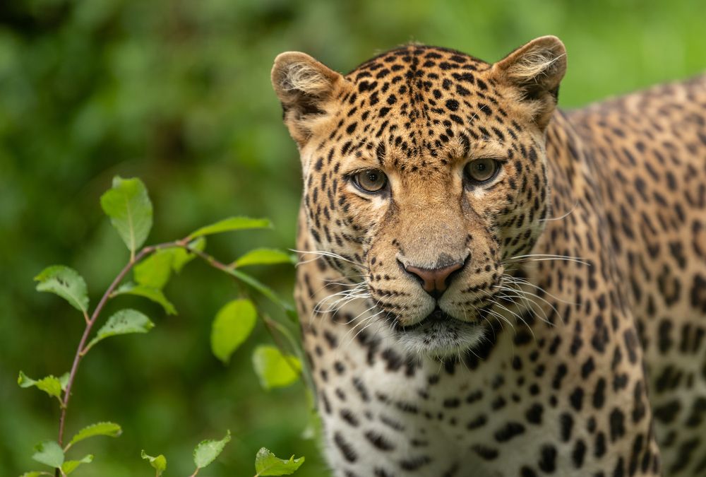 Photograph by Olivier De Greef