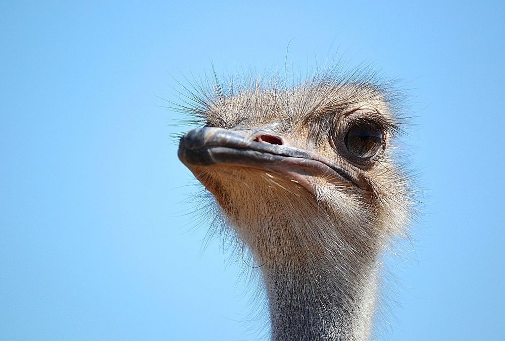 Взгляд страуса
