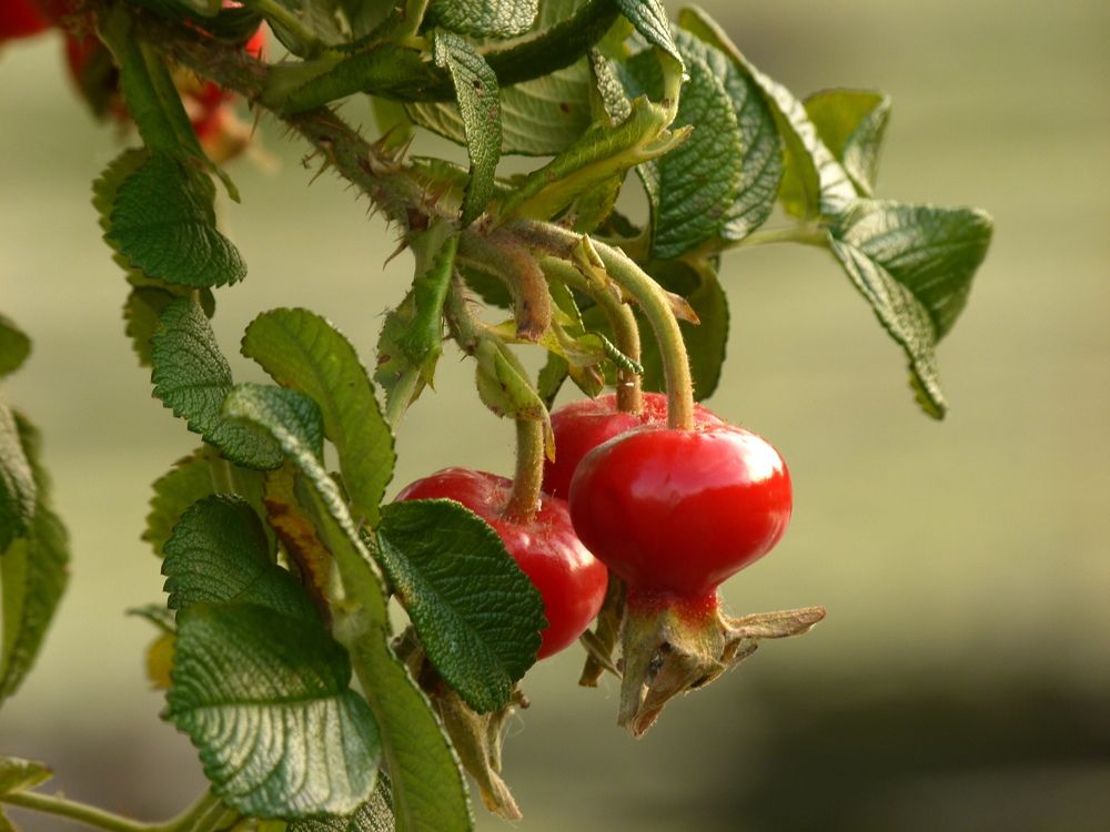 Photograph by Александр Кизим